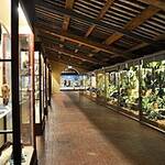 Museo di Storia Naturale di Calci Museo di Storia Naturale di Calci