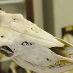 Museo Anatomico Veterinario