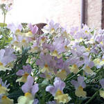 Santuario Casa di Santa Caterina