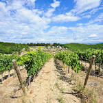 Querceto di Castellina in Chianti